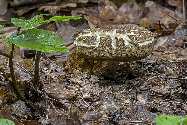 suchohríb žltomäsový Xerocomellus chrysenteron (Bull.) Šutara