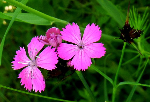 klinček pontederov  Dianthus pontederae