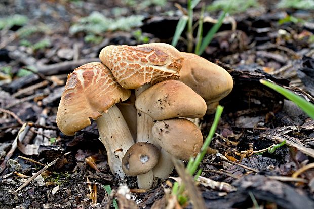 poľnička tvrdá Agrocybe dura (Bolton) Singer