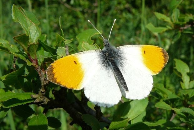 mlynárik žeruchový Anthocharis cardamines