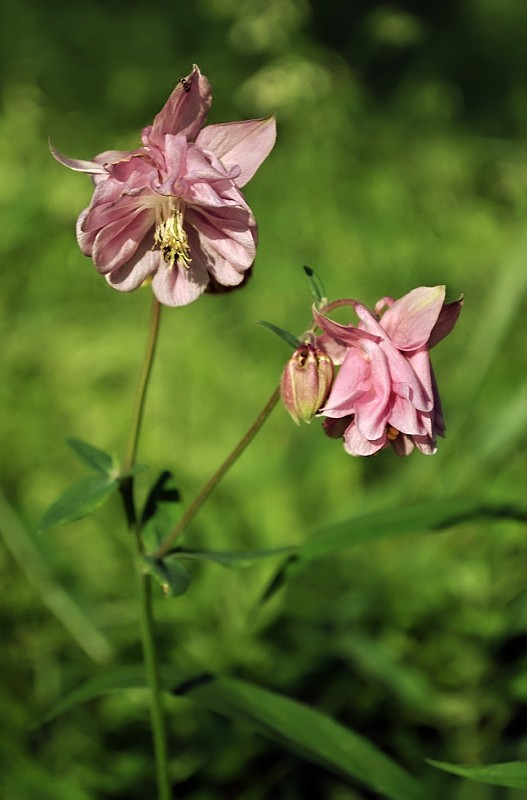 orlíček obyčajný Aquilegia vulgaris L.