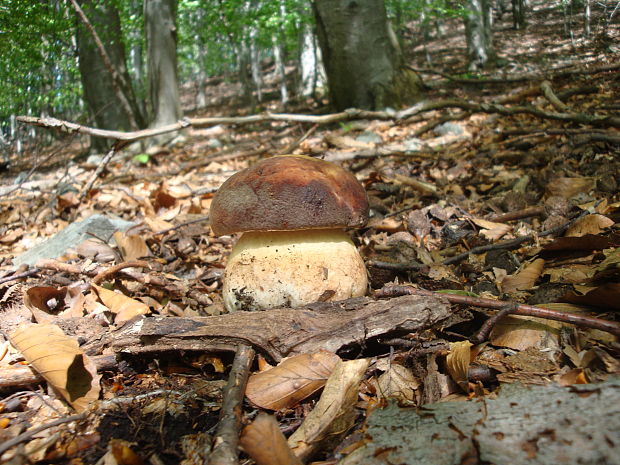 hríb sosnový Boletus pinophilus Pil. et Dermek in Pil.