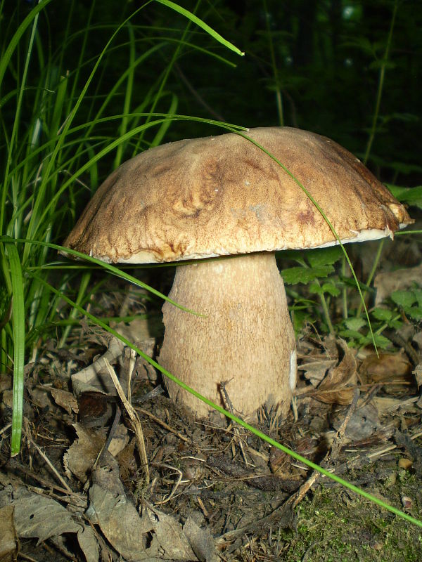 hríb dubový Boletus reticulatus Schaeff.