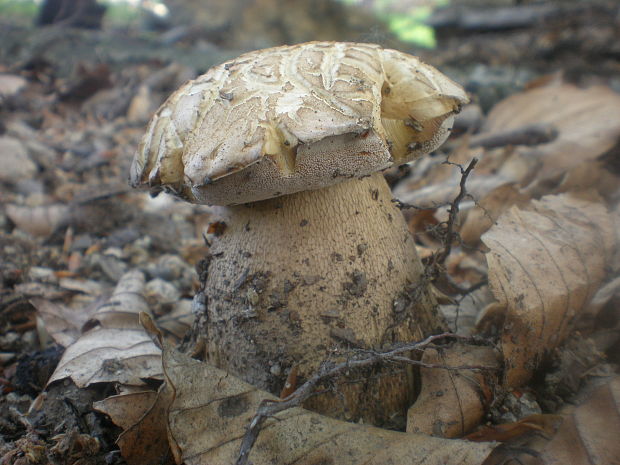 hríb dubový Boletus reticulatus Schaeff.