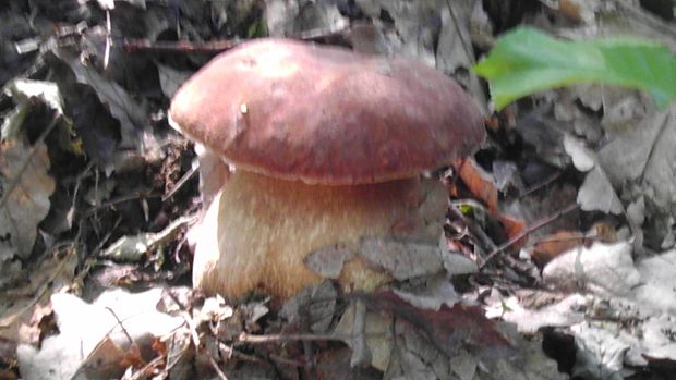 hríb dubový Boletus reticulatus Schaeff.