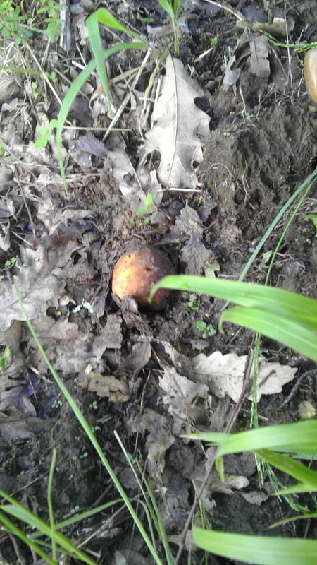 hríb dubový Boletus reticulatus Schaeff.