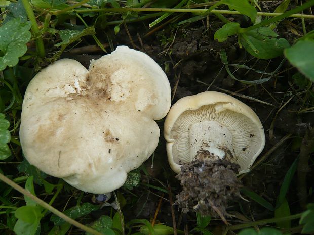 čírovnica májová Calocybe gambosa (Fr.) Donk