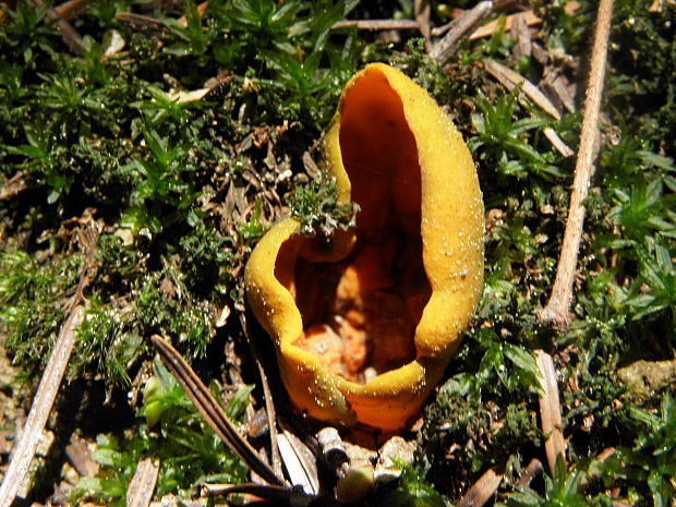 pohárovka ohnivá Caloscypha fulgens (Pers.) Boud.