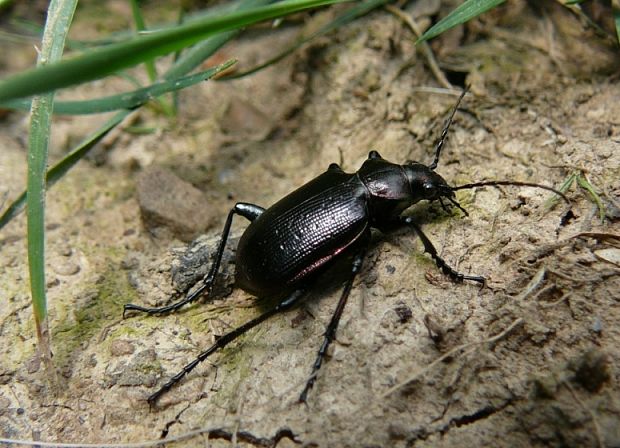 húseničiar hnedý Calosoma inquisitor