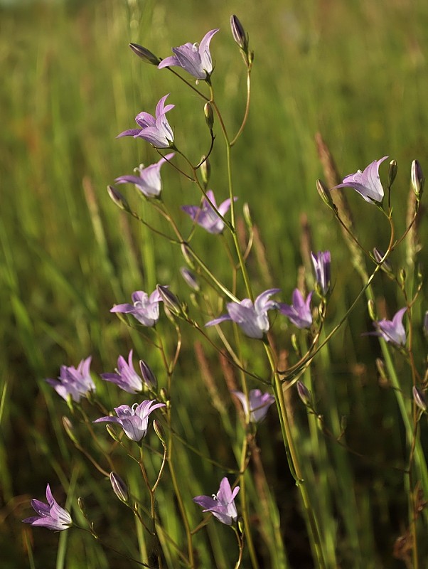 zvonček konáristý Campanula patula L.