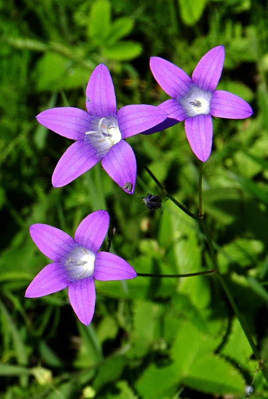 zvonček konáristý Campanula patula L.