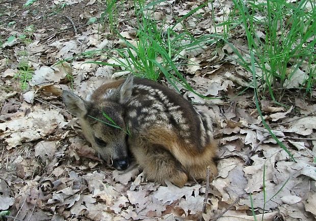 mláďa srny lesnej Capreolus capreolus