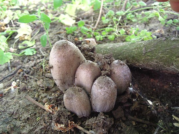 hnojník atramentový Coprinopsis atramentaria (Bull.) Redhead, Vilgalys & Moncalvo