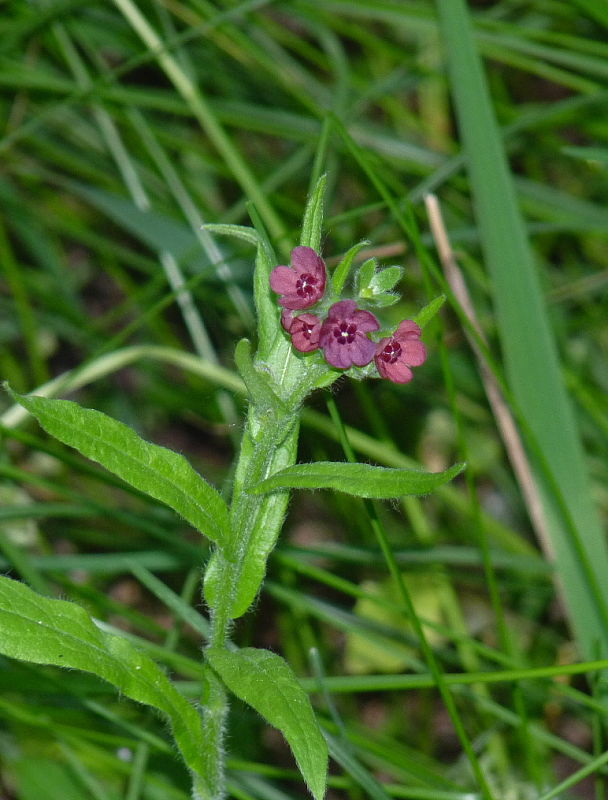 psojazyk lekársky Cynoglossum officinale L.