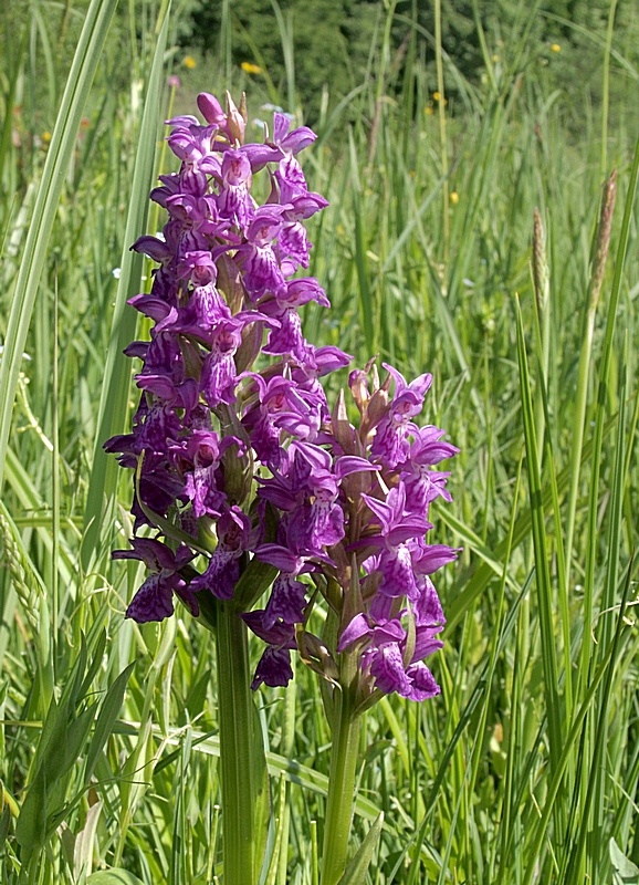 vstavačovec májový pravý Dactylorhiza majalis subsp. majalis (Reincherb.) Hunt & Summerh.