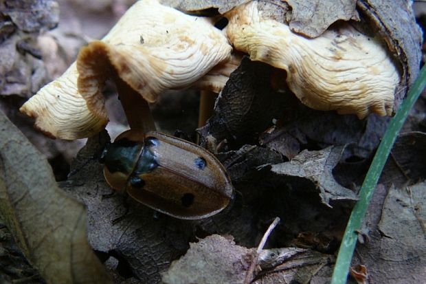 zdochlinár štvorbodkový Dendroxena quadrimaculata