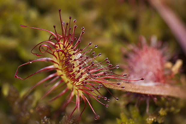 rosička okrúhlolistá Drosera rotundifolia L.