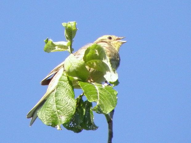 strnadka žltá Emberiza citrinella