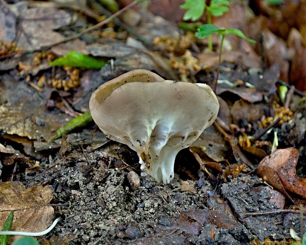 chriapač kalíškovitý Helvella acetabulum (L.) Quél.