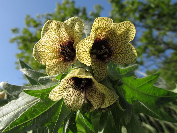 blen čierny Hyoscyamus niger L.