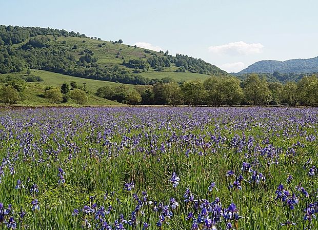 kosatec sibírsky Iris sibirica L.