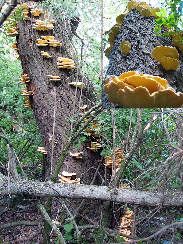 sírovec obyčajný Laetiporus sulphureus (Bull.) Murrill