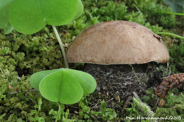 kozák brezový Leccinum scabrum (Bull.) Gray