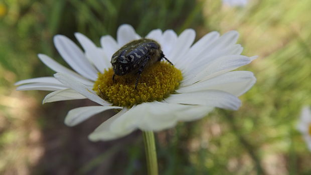 margaréta biela Leucanthemum vulgare Lam.