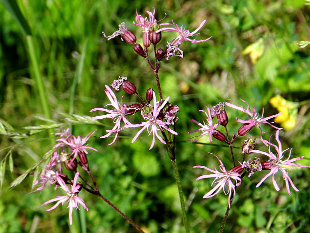 kukučka lúčna Lychnis flos-cuculi L.