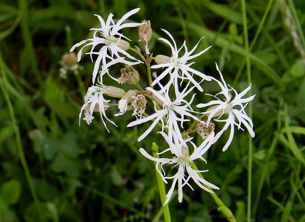 kukučka lúčna Lychnis flos-cuculi L.