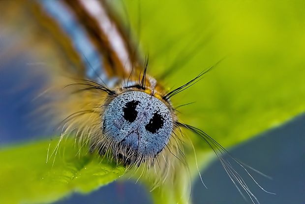 priadkovec obrúčkatý Malacosoma neustria