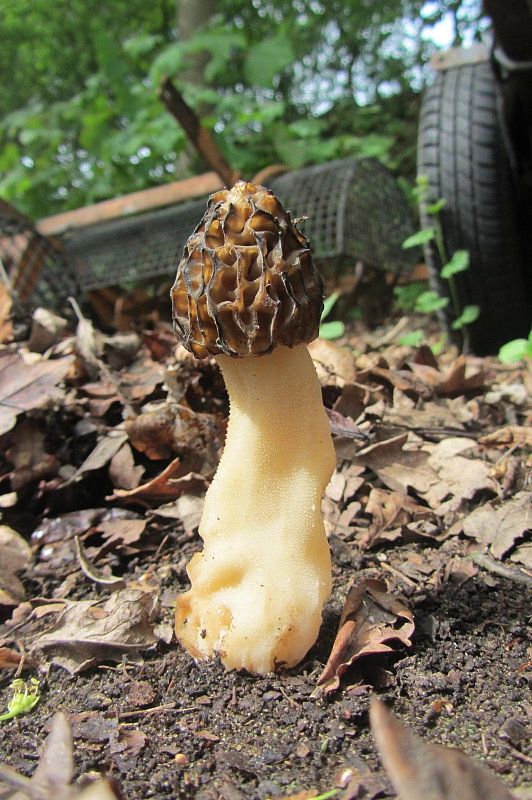 smrčok hybridný Morchella semilibera DC.