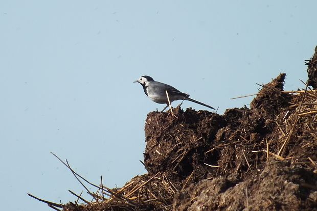 trasochvost biely Motacilla alba  Linnaeus, 1758