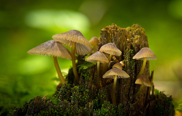 prilbička Mycena sp.