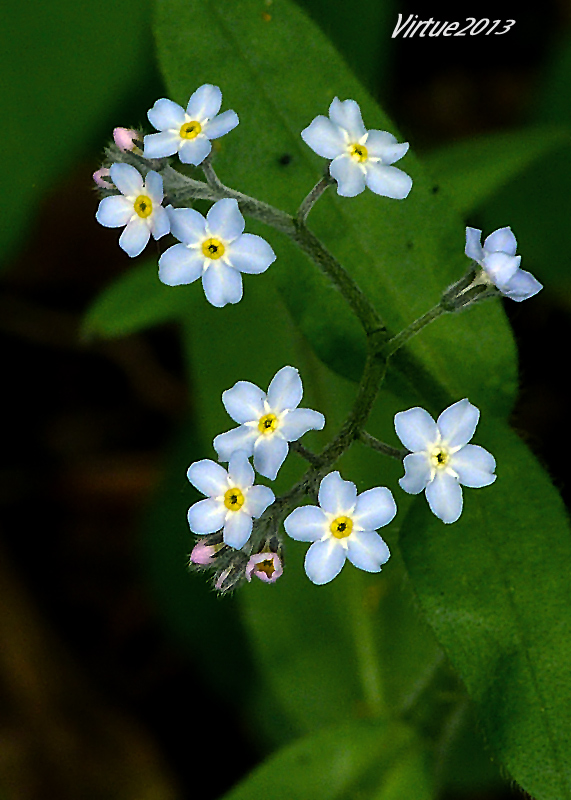 nezábudka Myosotis sp.