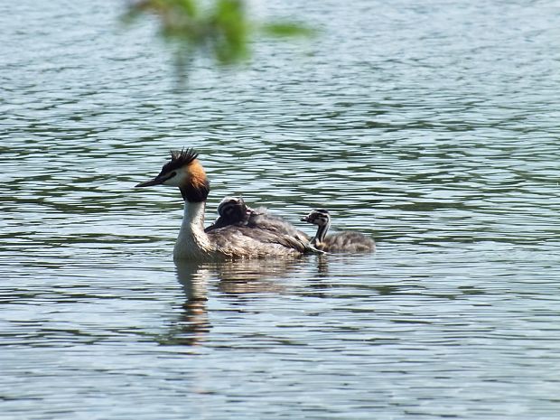 potápka chochlatá Podiceps cristatus