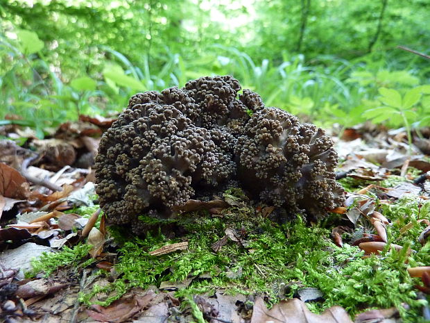 trúdnik klobúčkatý Polyporus umbellatus (Pers.) Fr.