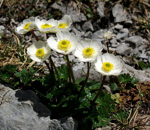 iskerník alpínsky Ranunculus alpestris L.