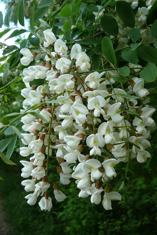 agát biely Robinia pseudoacacia L.