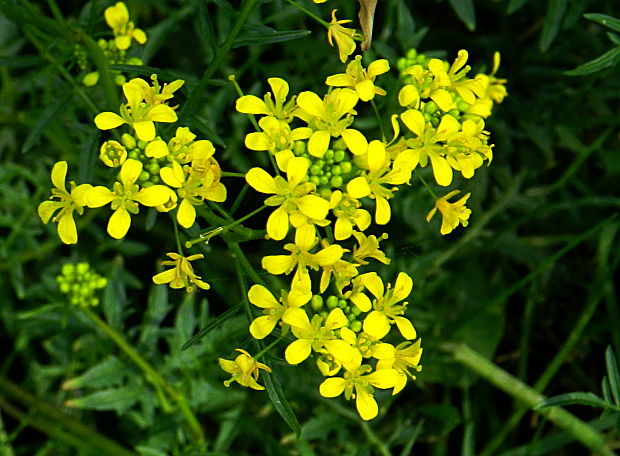 roripa lesná Rorippa sylvestris (L.) Besser