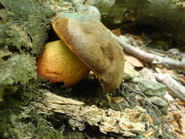 hríb zrnitohlúbikový Sutorius luridiformis (Rostk.) G. Wu & Zhu L. Yang