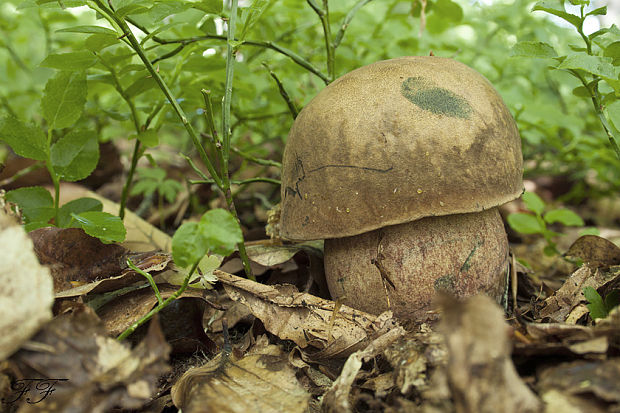 hríb zrnitohlúbikový Sutorius luridiformis (Rostk.) G. Wu & Zhu L. Yang