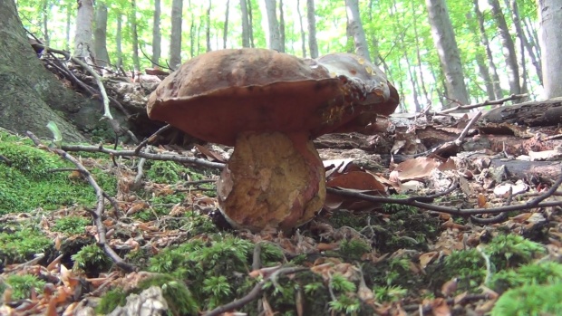 hríb zrnitohlúbikový Sutorius luridiformis (Rostk.) G. Wu & Zhu L. Yang