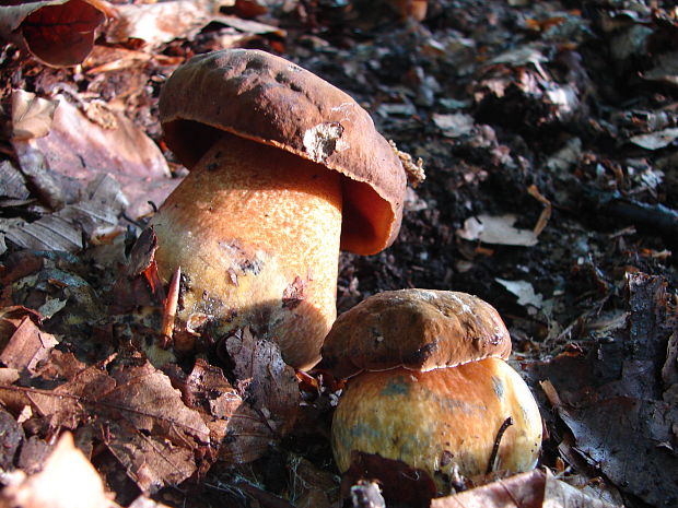 hríb zrnitohlúbikový Sutorius luridiformis (Rostk.) G. Wu & Zhu L. Yang