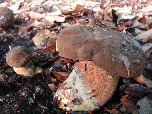 hríb zrnitohlúbikový Sutorius luridiformis (Rostk.) G. Wu & Zhu L. Yang