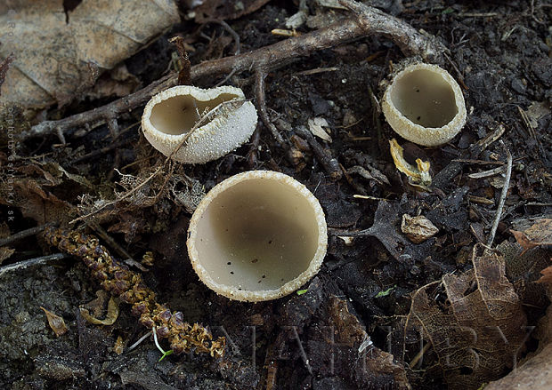 tarzeta zúbkatá Tarzetta cupularis (L.) Svrček