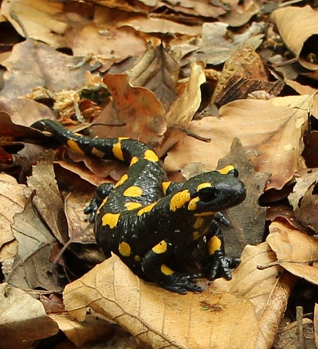 salamandra škvrnitá