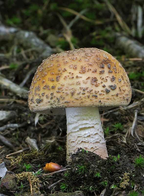 muchotrávka červenkastá Amanita rubescens Pers.