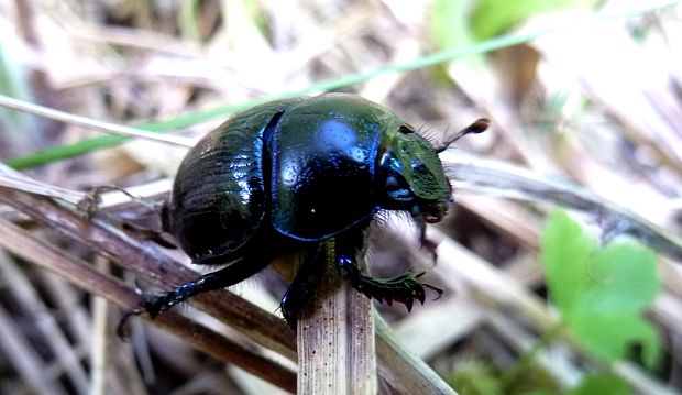 lajniak hôrny Anoplotrupes stercorosus