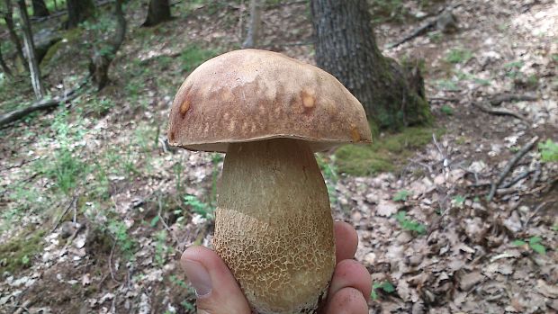 hríb smrekový? Boletus edulis Bull.